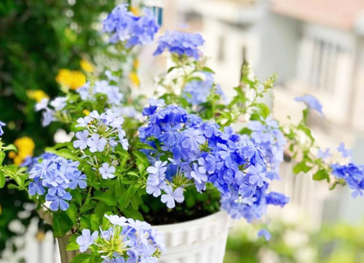 Nguồn Gốc của c&acirc;y Hoa Thanh X&agrave;